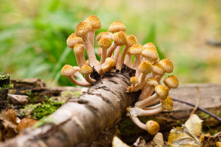 Group of honey agaric mushrooms grow on tree trunk in autumn forest. Wild edible mushrooms close-up. Selective focus.の写真素材