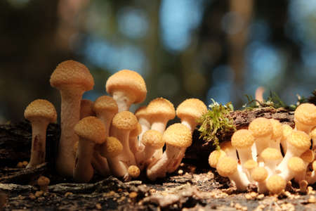 Group of honey agaric mushrooms grow on tree trunk in autumn forest. Wild Armillaria edible mushrooms close-up.の写真素材