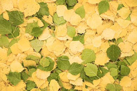 Yellow and green autumn fallen leaves as background. Fall season golden leaves texture. Natural...