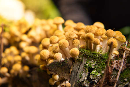 Group of honey agaric mushrooms grow on tree trunk in autumn forest. Wild Armillaria edible mushrooms close-up. Selective focus.の写真素材
