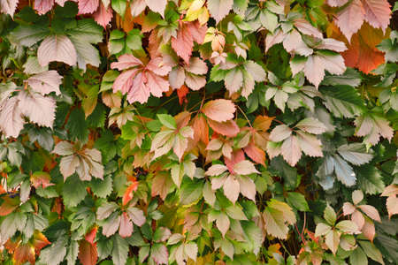 Wall covered by the wild grape leaves. Autumn colors foliage. Natural background of climbing plant. Decorative vertical gardening.の写真素材