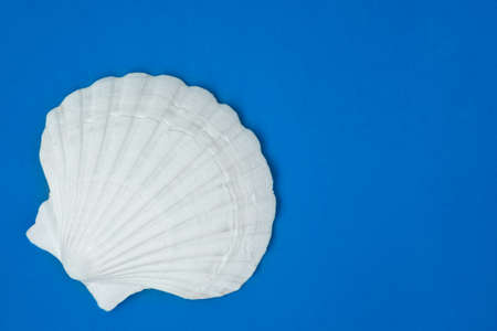 White seeshell isolated on blue background with copy cpase. Minimalism decoration. Underwater ocean and sea concept.の写真素材