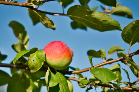 Single red apple hangs on tree branch against blue sky at sunny dayの写真素材