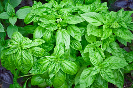 Close-up of young fresh basil plant in the ground. Ocimum basilicum in the garden. Gardening background.の写真素材