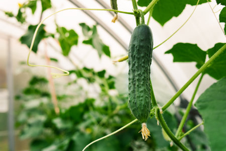 Cucumber hangs on vine with leaves. Healthy agriculture vegetable growing in greenhouse concept.の写真素材