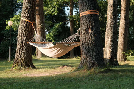 Hammock hanging between the trees in beautiful forest at summer sunny day. Photo without people.の写真素材