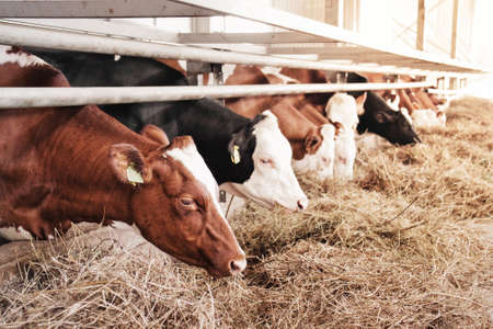Cows in a row are eating hay in the cowshed. Farm animals. Farming concept.の写真素材