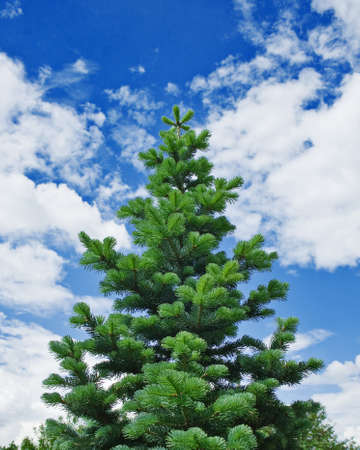 Single fir tree against blue sky with clouds. New Year and Christmas tree at sunny day.の写真素材