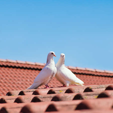 Two white pigeons on red tile roof against clear blue sky. Love and wedding concept. Dove birds.の写真素材