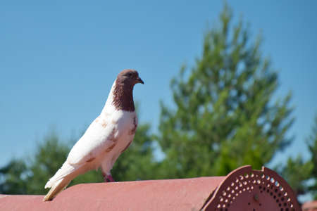 Single white pigeon with brown head on the roof against blue sky. Domestic dove bird.の写真素材