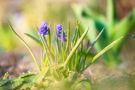 Grape hyacinth in garden at springtime. Spring blossom flowers.の写真素材