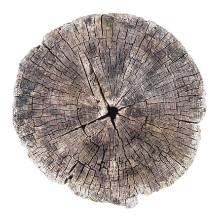 Close-up of old tree trunk isolated on white background. Wood structure. Concentric rings.の写真素材