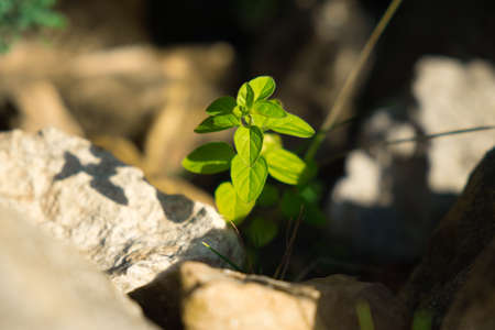 Young green plant growth between the stones. Early spring concept. Common chickweed.の写真素材