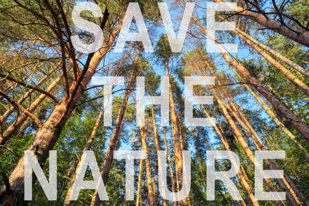 Looking up in pine forest tree to canopy. Bottom view wide angle background. Text save the nature with white transparent letters. Ecology concept.の写真素材