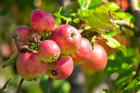 Apples on a branch in the garden. Harvest conceptの写真素材