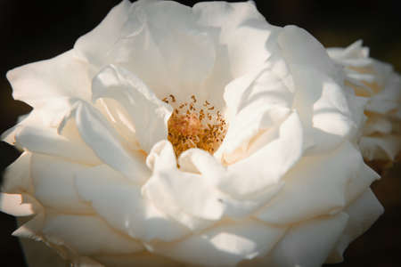 White rose flower macro fragment. Local focus.の写真素材