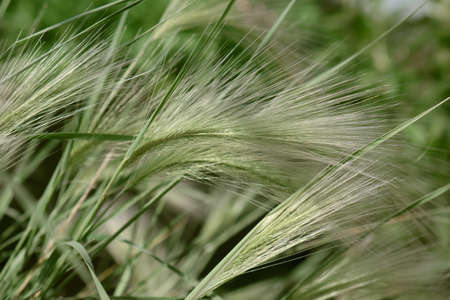 Feather grass or needle gras on the wind. Abstract nature background.の写真素材