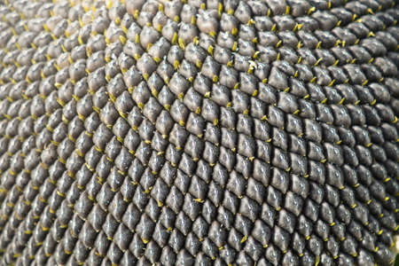 The pattern of the seeds in sunflower.の写真素材
