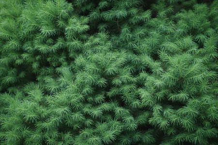 Close-up of fir-needle tree branches composition as a background texture. Natural plant backdrop. Christmas tree background.の写真素材