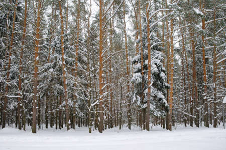 Winter path among trees in snowy forest. Natural winter forest landskape in evening time. Rhytm of...