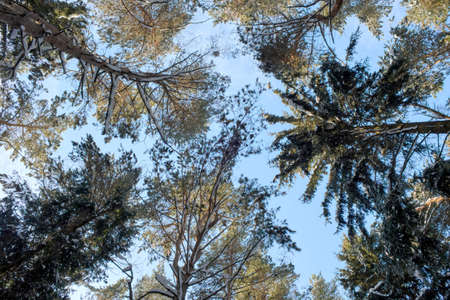 The up view on blue sky through evergreen winter trees in a forest. Abstract winter season nature...