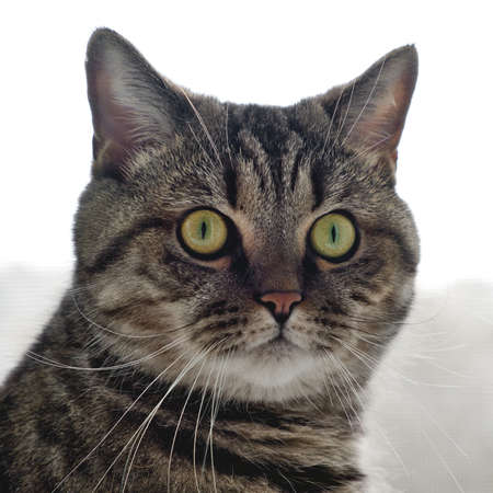 Closeup portrait of domestic tabby gray cat with yellow eyes.