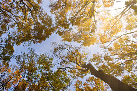 The up view on blue sky and sunrays through colorful autumn trees in a forest .. Abstract autumn nature background. Fall season concept.の写真素材