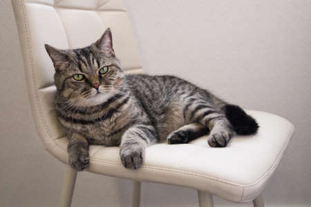 The domestic tabby gray cat lying on a soft chair. Indoor cat resting.の写真素材