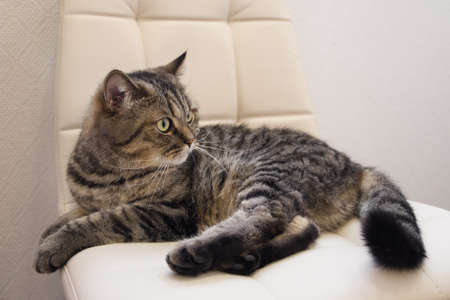 The domestic tabby gray cat lying on a soft chair. Indoor cat resting.の写真素材