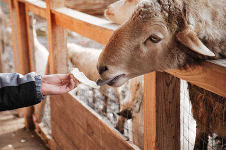 Hand feeding animal in farm. Ram eats cabbage from childrens hand through the fence.の写真素材