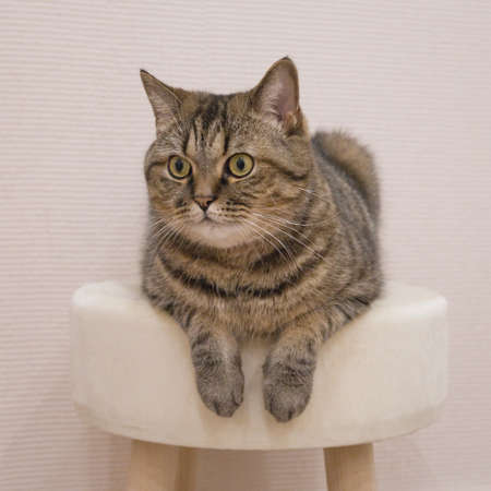 Cute gray cat lies on a soft ottoman with hanging paws. Tabby domestic cat indoors.の写真素材