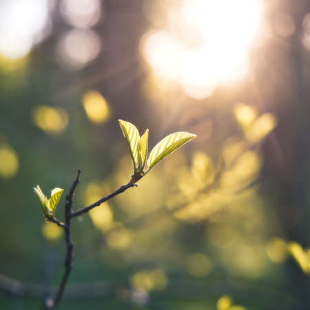 Young green leaves on tree branch in morning light. Spring season natural background.の写真素材