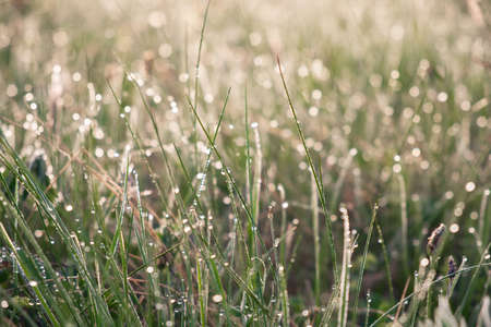 Drops of water on the green grass close-up. Morning dew on the grass stems. Natural background.
