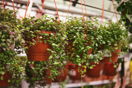 Callisia Repens plants in hanging pots. Home plants in greenhouse.の写真素材