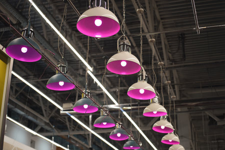 Indoor LED purple lamps for agriculture use. Indoor farm illumination.の写真素材