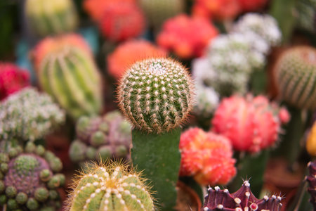 Grafted cactus gymnocalycium in cacti plant store. Mini moon cactus among various beautiful colorful cactuses.の写真素材