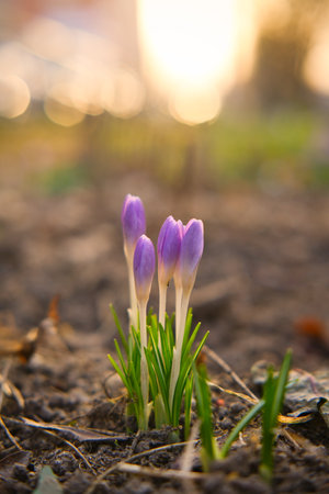 Young crocus flowers in the evening light. Copy cpace. Spring season flowers.の写真素材
