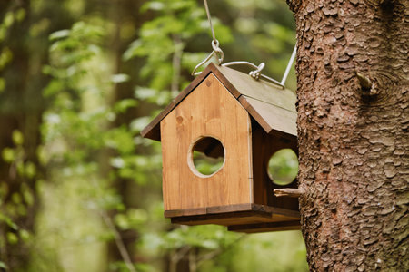 Wooden bird feeder hanging on a tree branch in the forest