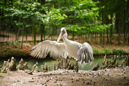 Dalmatian pelican (pelecanus crispus) jumping and flapping wings on the ground near the pond.の写真素材