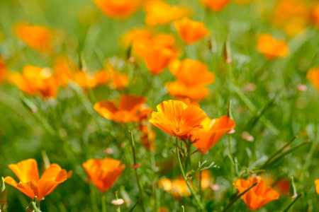 Close up of orange eschscholzia flower in the summer fieldの写真素材