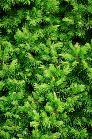 Spruce or fir tree young branches in the forest. Blooming spruce in spring, close-up.