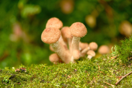 Group of honey agaric mushrooms grow on tree trunk among the green moss in forest. Wild edible...