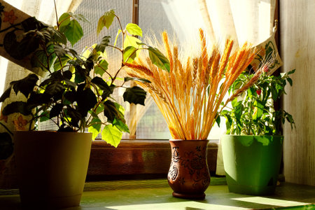 Dry wheat bouquet in clay vase, home decorations on the windowsill.の写真素材