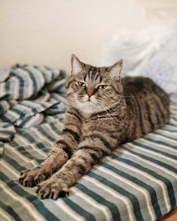 Tabby grey cat stretches in the bed after sleeping. Domestic pets life.の写真素材