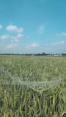 A lush green rice field stretches across the landscape under a bright blue sky dotted with fluffy white cloudsの写真素材