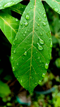 a close up of leaves with dewの写真素材