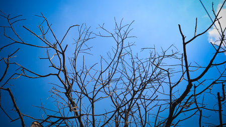 a tree branches against a blue skyの写真素材