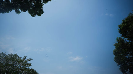 Blue Sky Framed by Green Treesの写真素材