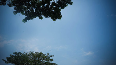 Blue Sky Framed by Green Treesの写真素材