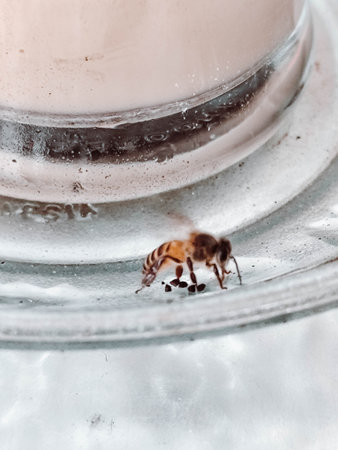 Macro Close-Up of a Bee on Glass Surfaceの写真素材